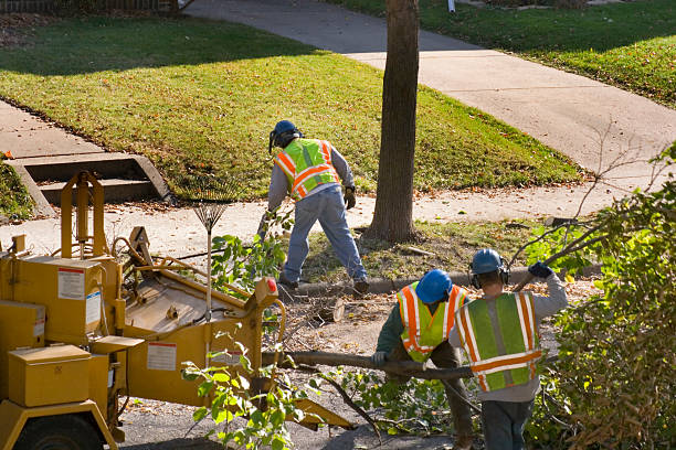 Professional Tree Removal and Landscaping Services in Frederickson, WA